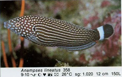 Anampses lineatus